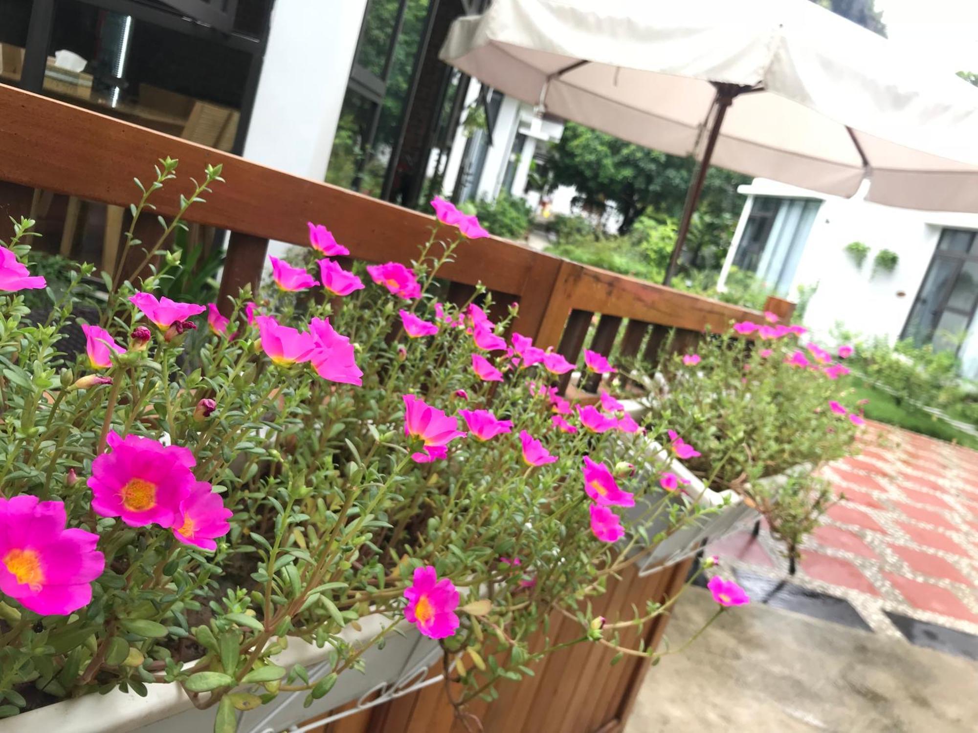 Tam Coc Boutique Garden Hotell Ninh Binh Eksteriør bilde
